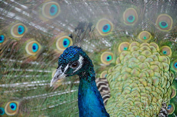 Peacock Art Print featuring the photograph Peacock Portrait by Laurel Best