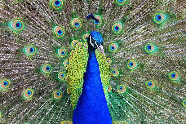 Birds Art Print featuring the photograph Peacock by Roger Becker