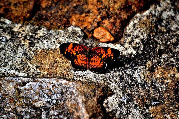 Pearl Crescent Butterfly Art Print featuring the photograph Pearl Crescent Butterfly by Tara Potts