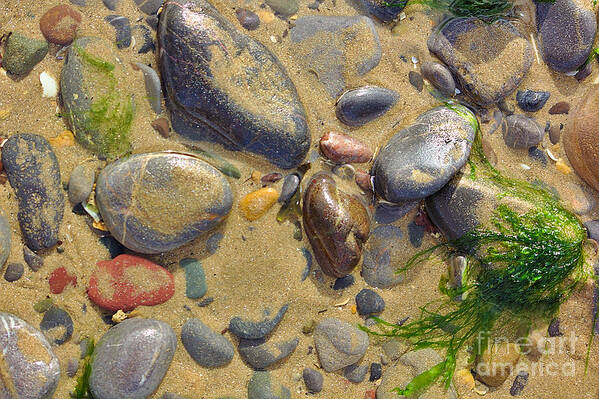 Beach Pebbles Art Print featuring the photograph Pebbles on the Beach by Jeremy Hayden