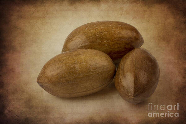 Clare Bambers Art Print featuring the photograph Pecans. by Clare Bambers