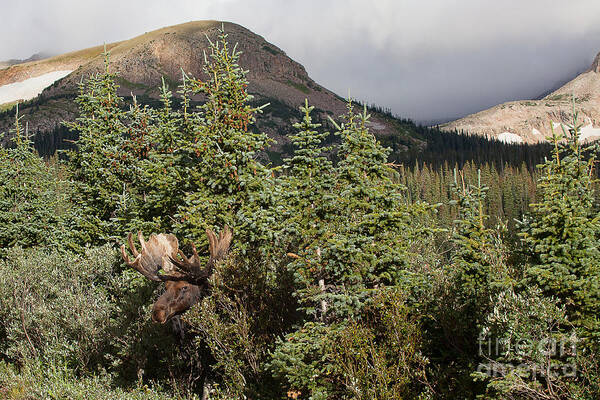 Moose Art Print featuring the photograph Peek-a-Boo Bull by Jim Garrison