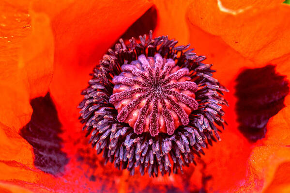 Poppy Art Print featuring the photograph Peeking into a Poppy by Mike Martin