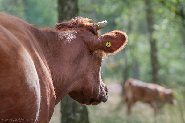 Horned Art Print featuring the photograph Peeping Cow by Ingeborg Ruyken Photography