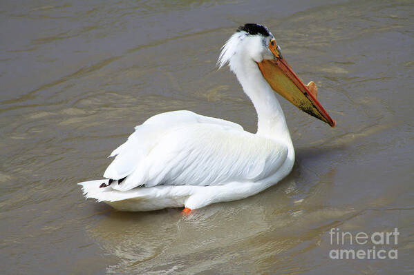 Bird Art Print featuring the photograph Pelecanus Eerythrorhynchos by Alyce Taylor