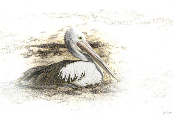 Animals Art Print featuring the photograph Pelican by Holly Kempe