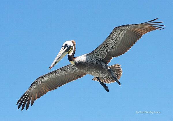 Pelican Landing On Pier Art Print featuring the photograph Pelican Landing On Pier by Tom Janca