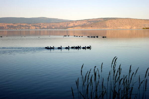 Pelican Art Print featuring the photograph Pelican Line-up by Beth Collins