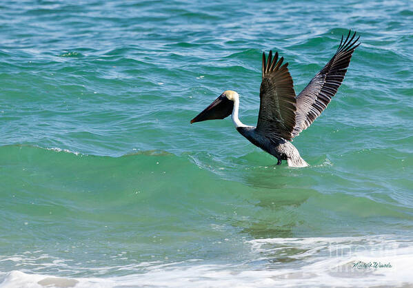 Pelican Preparing For Takeoff Art Print featuring the photograph Pelican Preparing for Takeoff by Michelle Constantine