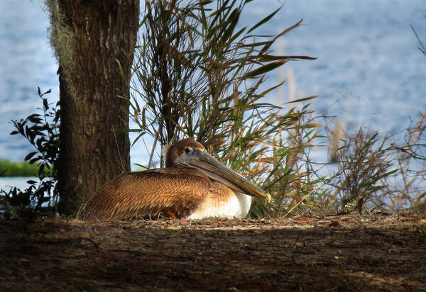 Bird Art Print featuring the photograph Pelican Rest by Deborah Smith