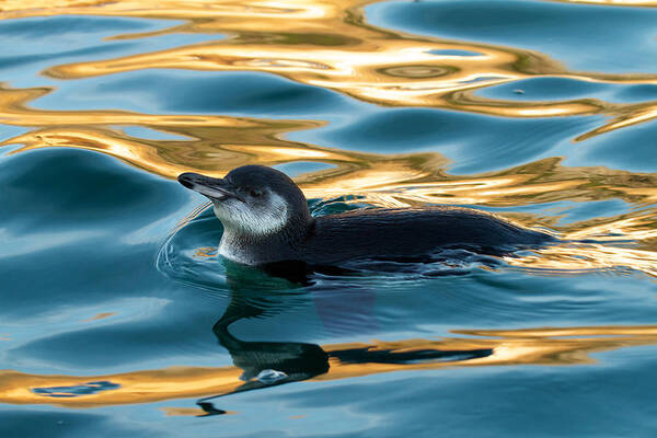 Galapagos Islands Art Print featuring the photograph Penguin Watercolor 2 by David Beebe