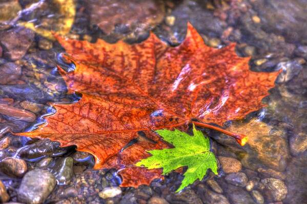 Pennsylvania Art Print featuring the photograph Pennsylvania Country Roads - Autumn Colorfest in the Creek No. 1 - Marsh Creek Adams County by Michael Mazaika