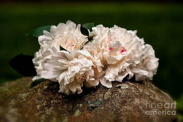 Peony Art Print featuring the photograph Peony Bouquet On Mossy Rock by Lois Bryan
