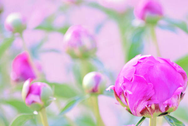 Art Art Print featuring the photograph Peony Buds by Joan Han