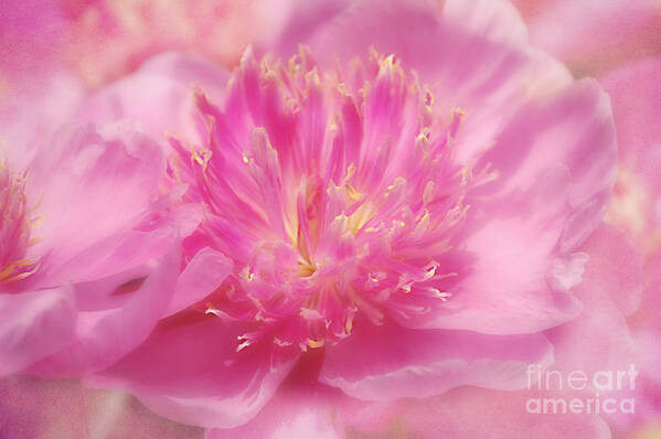 Macro Art Print featuring the photograph Peony Dream by Peggy Franz