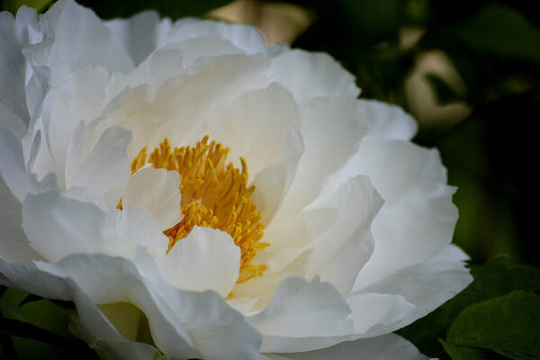 Peonies Art Print featuring the photograph Peony in Bloom by Forest Floor Photography