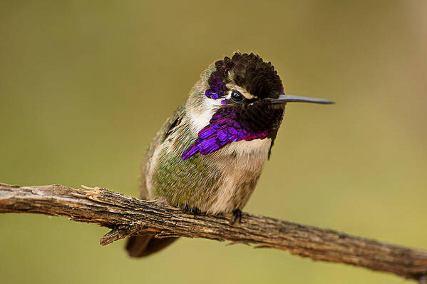 Costa's Hummingbird Art Print featuring the photograph Perched and Pretty by Leda Robertson