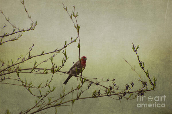 Photograph Art Print featuring the photograph Perching Finch by Judy Wolinsky