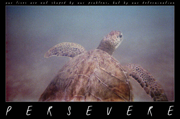 Turtle Art Print featuring the photograph Persevere II by Weston Westmoreland