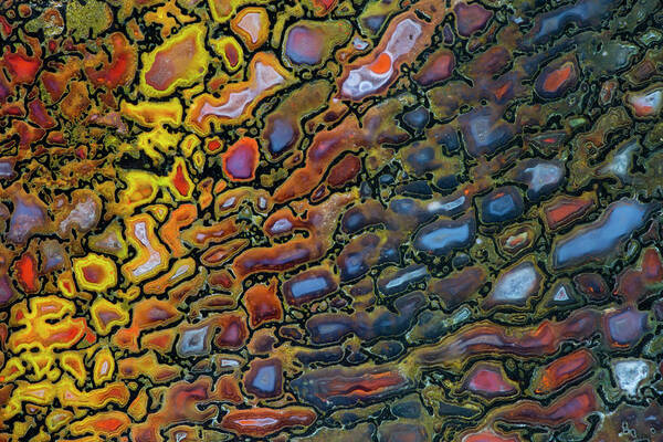 Mineral Art Print featuring the photograph Petrified Dinosaur Bone Close Up by Darrell Gulin