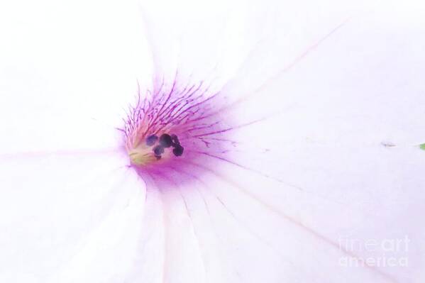 Petunias Art Print featuring the photograph Petunia Flower by Scott Cameron