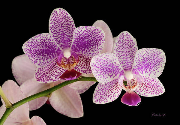 Orchids Art Print featuring the photograph Phal by Vickie Szumigala