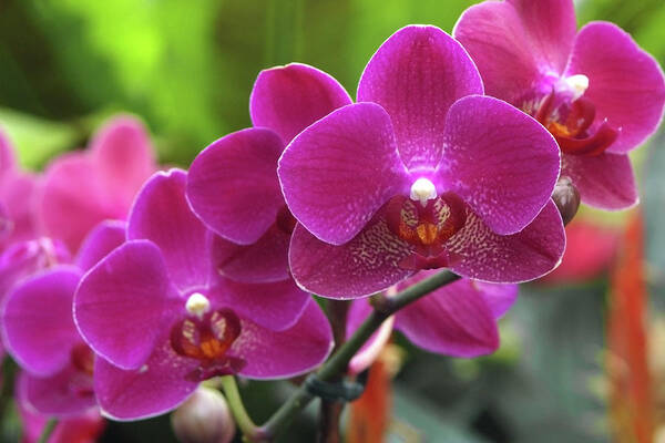 Red Jewel Art Print featuring the photograph Phalaenopsis 'red Jewel' by Neil Joy/science Photo Library