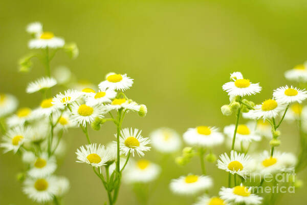 Wildflower Art Print featuring the photograph Philadelphia Fleabane Wildflowers in Soft Focus by Beverly Claire Kaiya