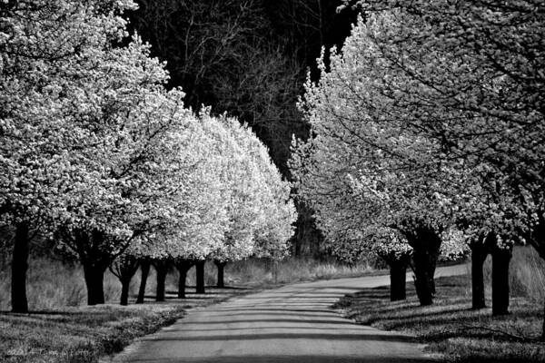 Dogwoods Art Print featuring the photograph Pigeon Mountain Dogwoods in Black and White by Tara Potts
