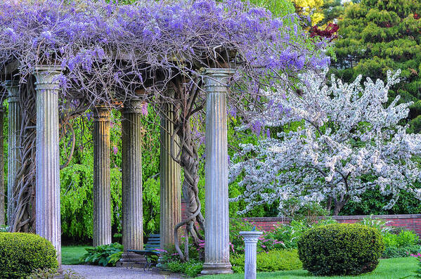 Flowers Art Print featuring the photograph Pillars of Wisteria by Michael Hubley