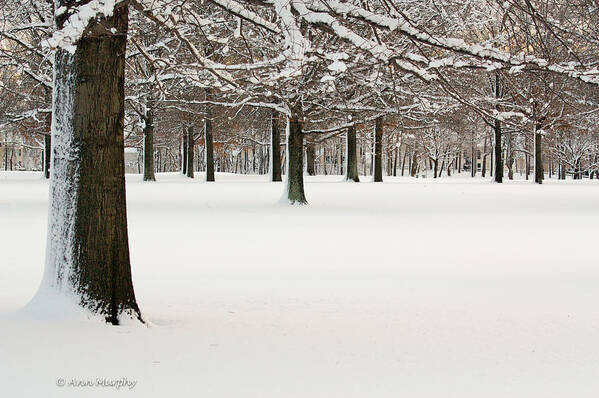 Winter Scene Art Print featuring the photograph Pin Oaks Covered in Snow by Ann Murphy