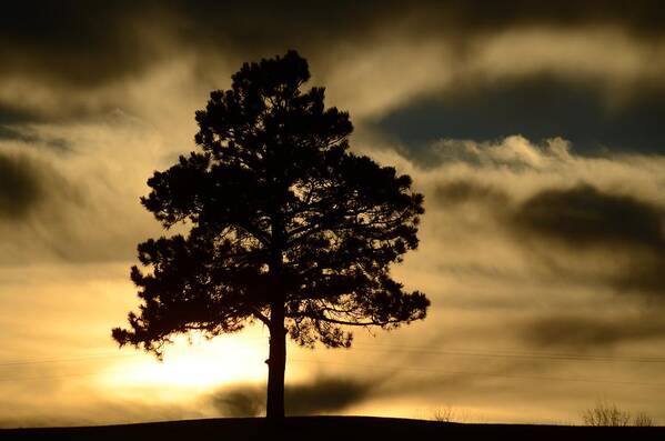 Dakota Art Print featuring the photograph Pine at Sundown by Greni Graph