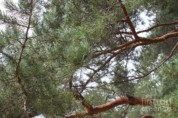 Evergreen Art Print featuring the photograph Pine branches by Evgeny Pisarev
