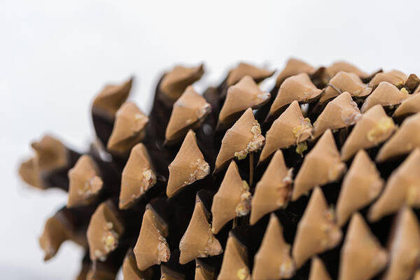 Pine Cone Art Print featuring the photograph Pine Cone Study 10 by Scott Campbell