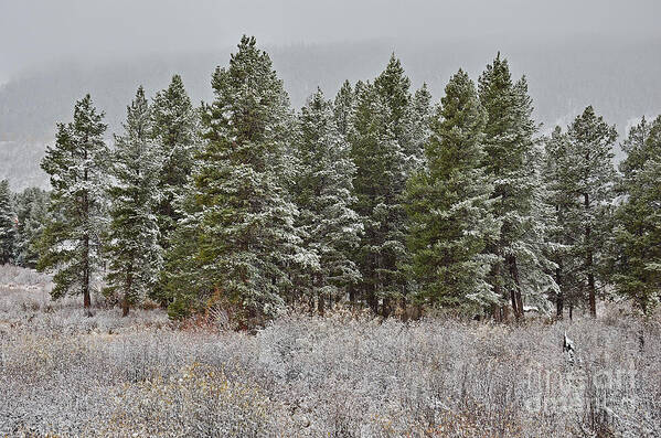 Pine Art Print featuring the photograph Pine Flurries by Kelly Black