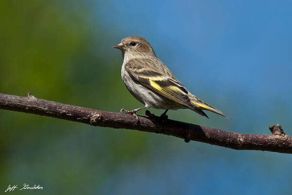 Animal Art Print featuring the photograph Pine Siskin Perched on a Branch by Jeff Goulden