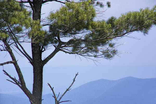Art Art Print featuring the photograph Pine Tree along the Blue Ridge Parkway by Randall Nyhof