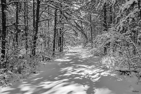 Snow Art Print featuring the photograph Pineland Winter by Charles Aitken