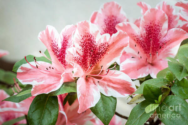 Flowers Art Print featuring the photograph Pink Azaleas by Todd Blanchard