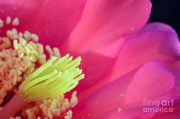 Pink Cactus Flower Art Print featuring the photograph Pink Cactus Flower by Tamara Becker