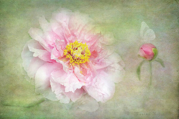 Pink Peony Bloom Art Print featuring the photograph Pink Charm by Marina Kojukhova