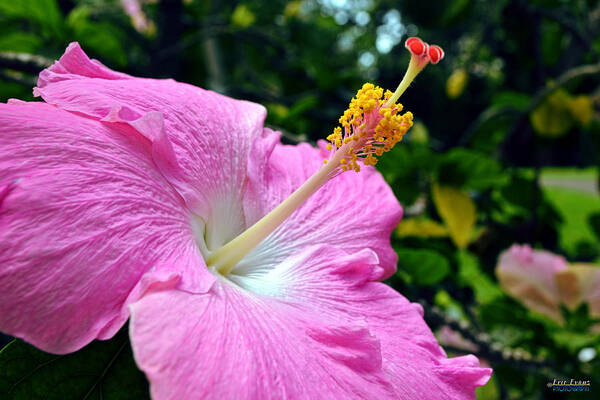 Chinese Hibiscus Art Print featuring the photograph Pink Chinese Hibiscus Flower by Aloha Art