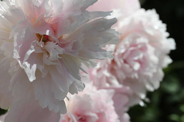 Peony Art Print featuring the photograph Pink Confection by Ruth Kamenev