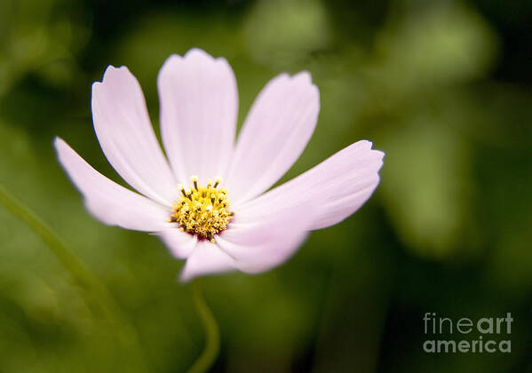 Pink Art Print featuring the photograph Pink Coreopsis Daisy by Tony Cordoza