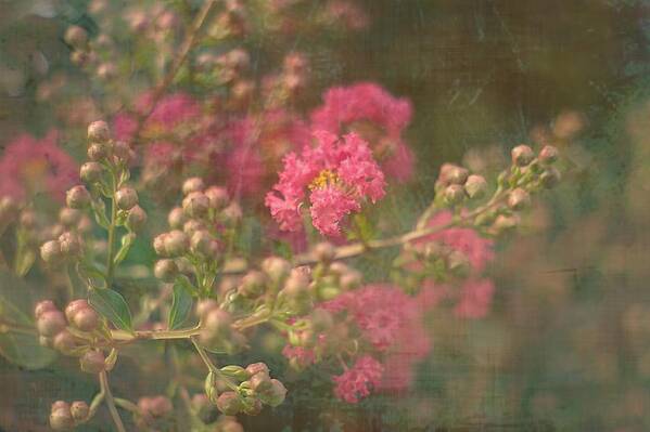 Pink Art Print featuring the photograph Pink Crepe Myrtle by Suzanne Powers