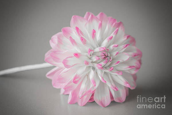 Flower Art Print featuring the photograph Pink Dahlia by Amanda Mohler