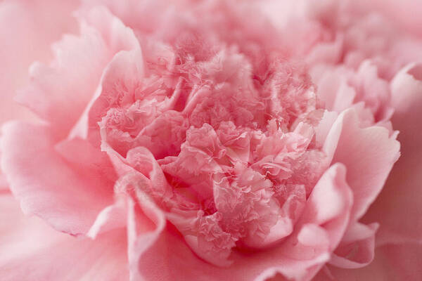 Carnation Art Print featuring the photograph Pink dream by Marina Kojukhova