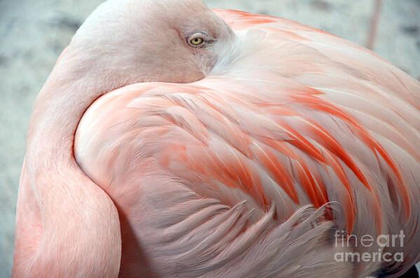 Pink Flamingo Ii Art Print featuring the photograph Pink Flamingo II by Robert Meanor