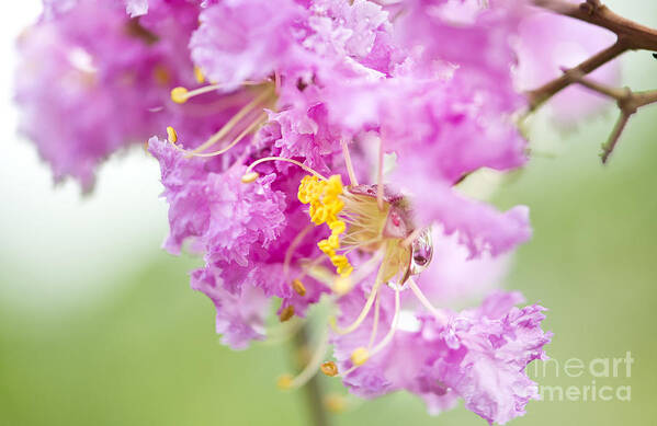 Photography Art Print featuring the photograph Crepe myrtle by Ivy Ho