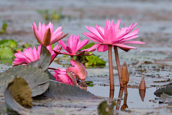 Pink Art Print featuring the photograph Pink Lotuses by Fotosas Photography